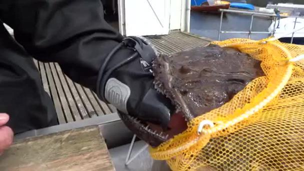 ШОК! Морской черт напал на дайвера (Video)
